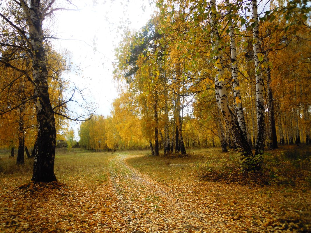 На ковре их жёлтых листьев... - Анна Суханова