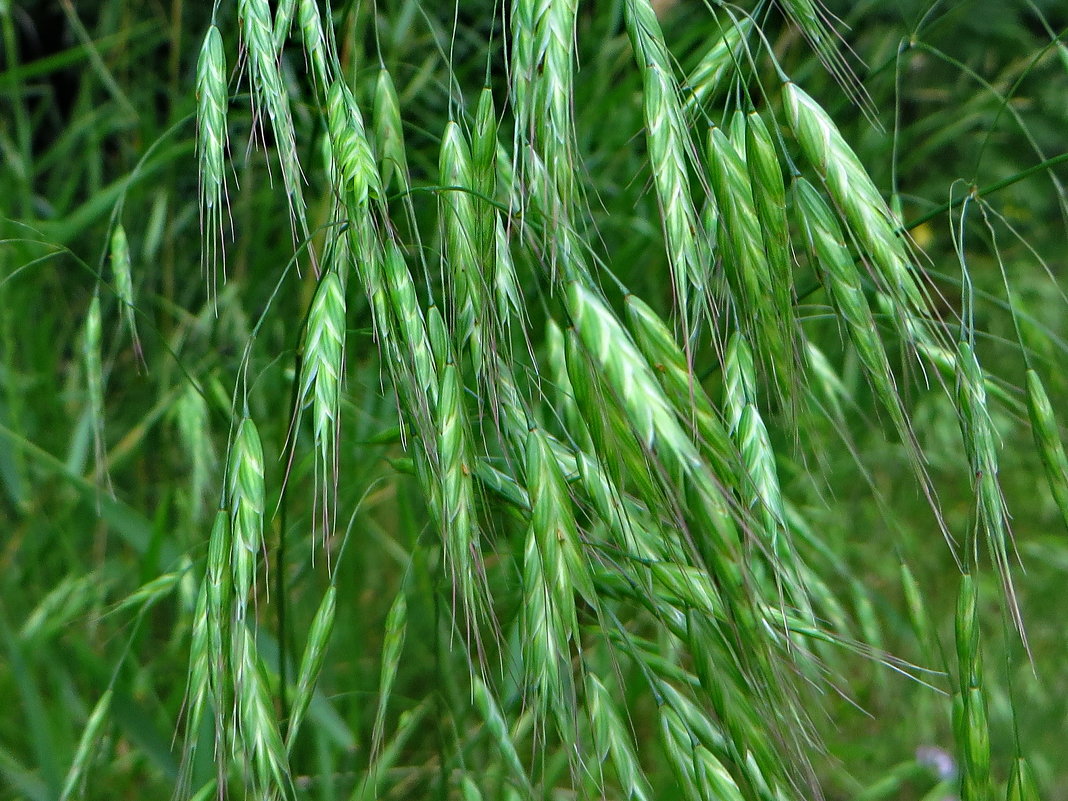 Ячмень мышиный, ячмень дикий (Hordeum leporinum),чмень - vodonos241 