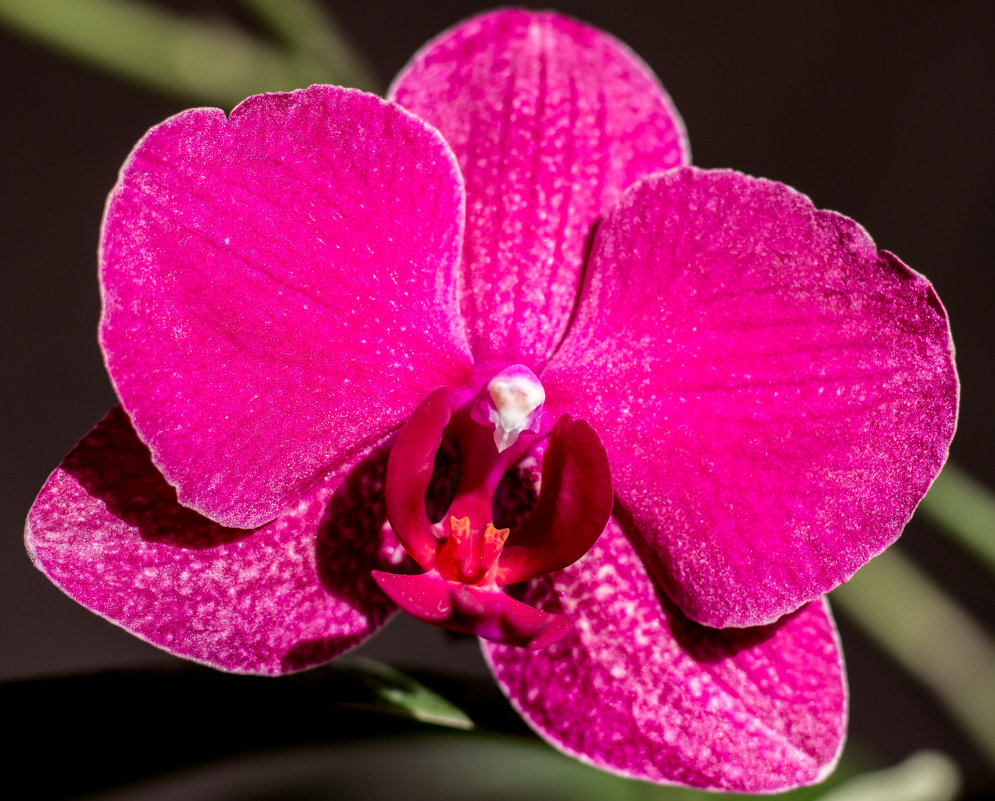 Цветок орхидеи - yav 110455