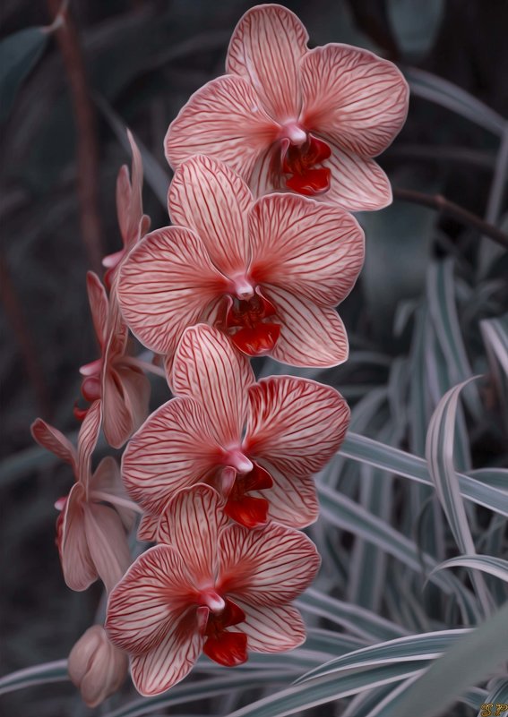 Красивая Орхидея! - Светлана Пивоварова
