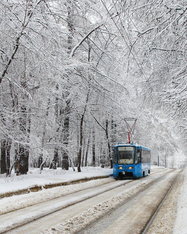 Зима в Сокольниках, Москва - Андрей 
