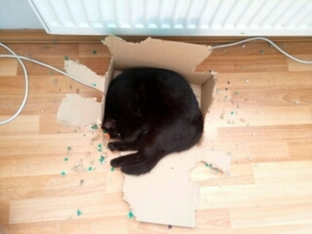 Кошка сама разгрызла коробку - Татьяна Гусева