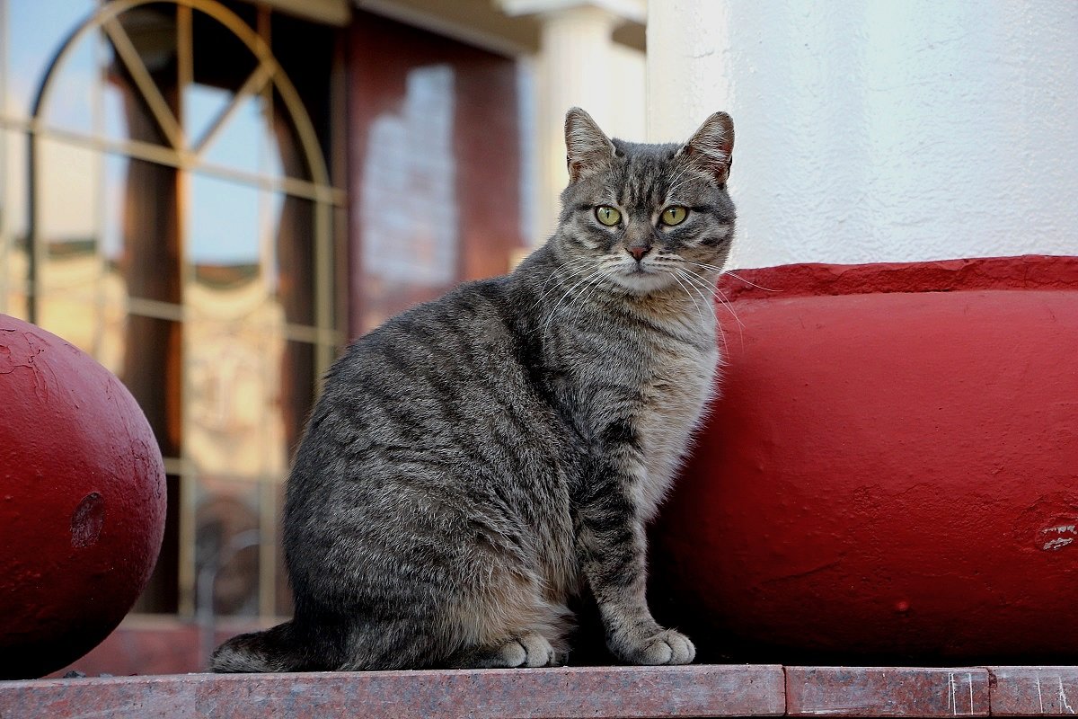 Кошка сама по себе, живущая в городе - Надежд@ Шавенкова