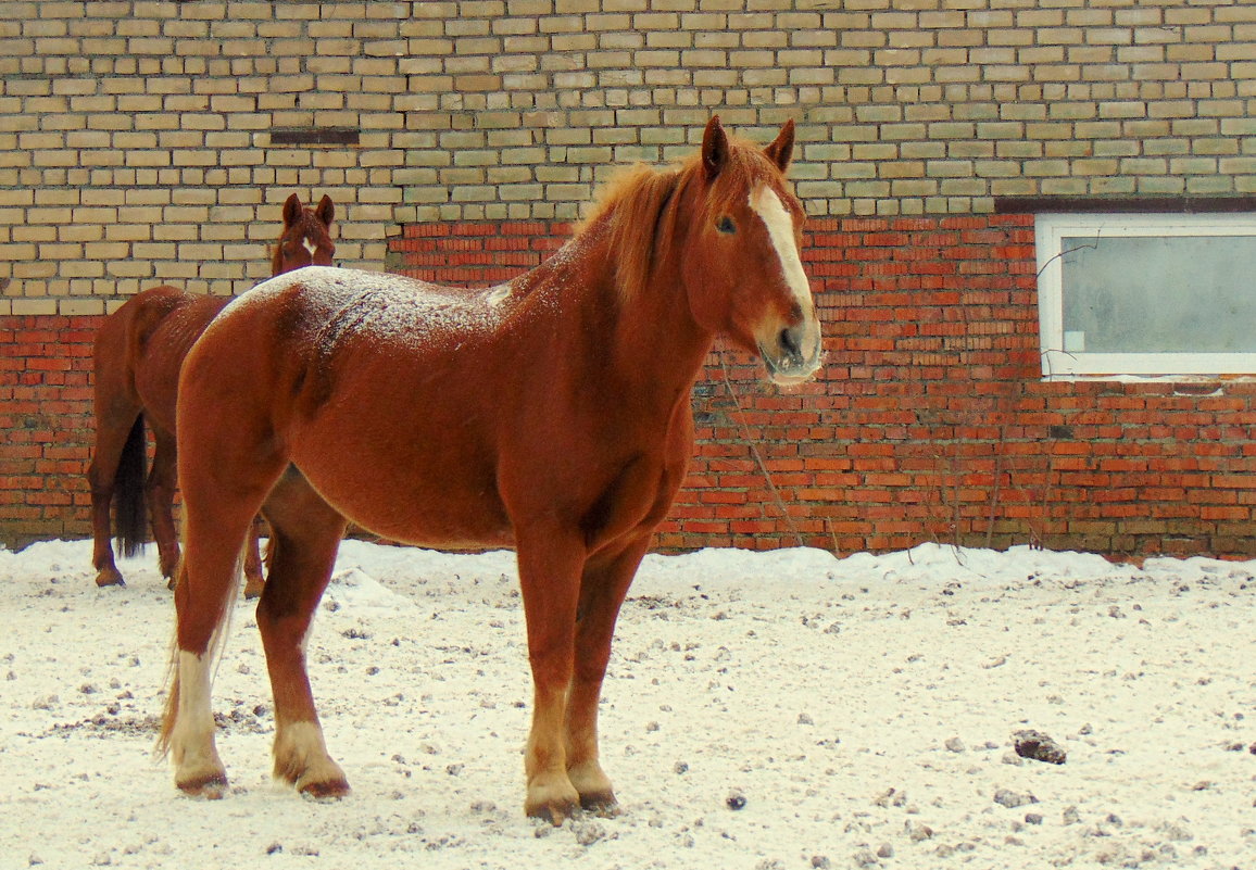 рыжая лошадь - Юлия Ошуркова