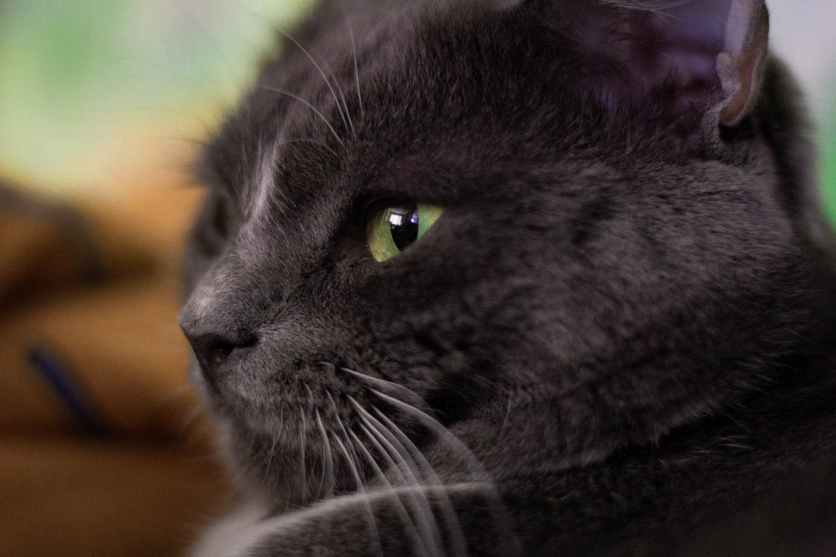 Портрет фотогеничного кота - Artem 