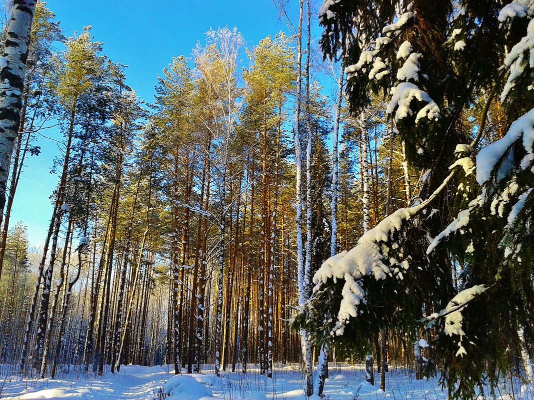 стройный лес - Владимир 