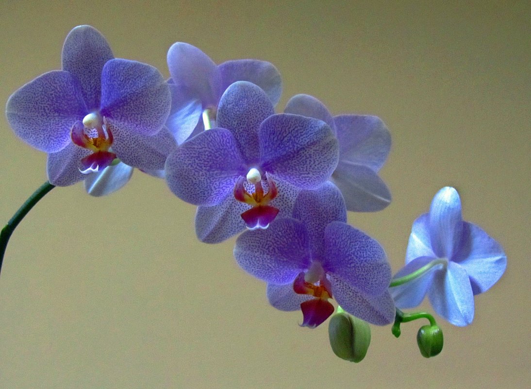 Ароматная орхидея - Сергей Карачин
