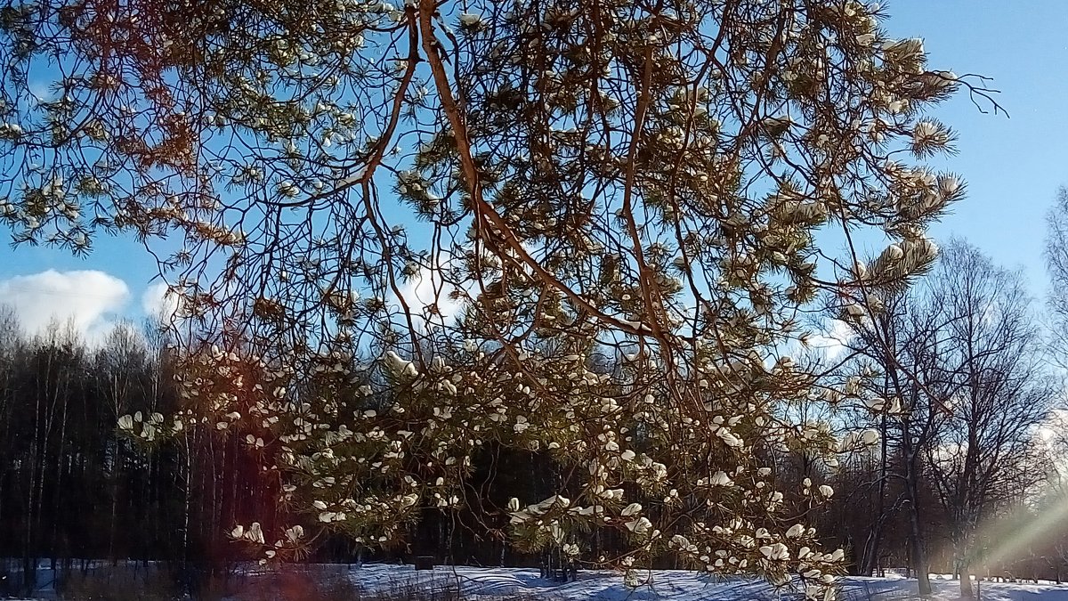Лежит кристально чистый снег на лапах сосен - Елена Павлова (Смолова)