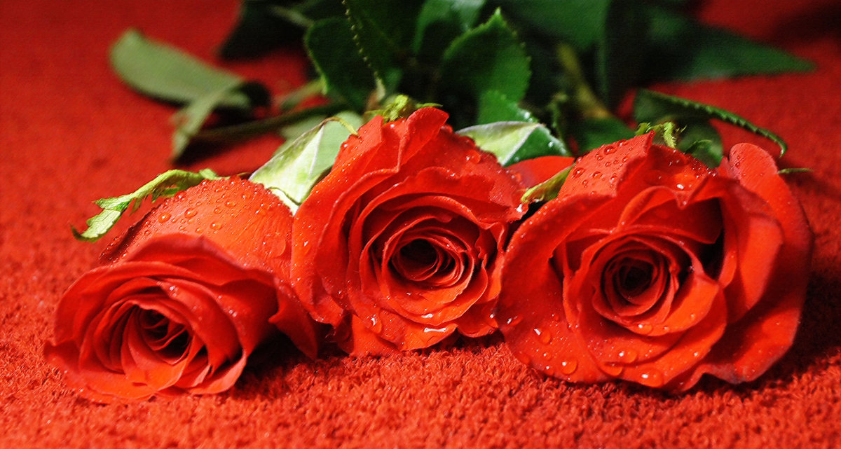Три розы - это любовь... - Галина Кан