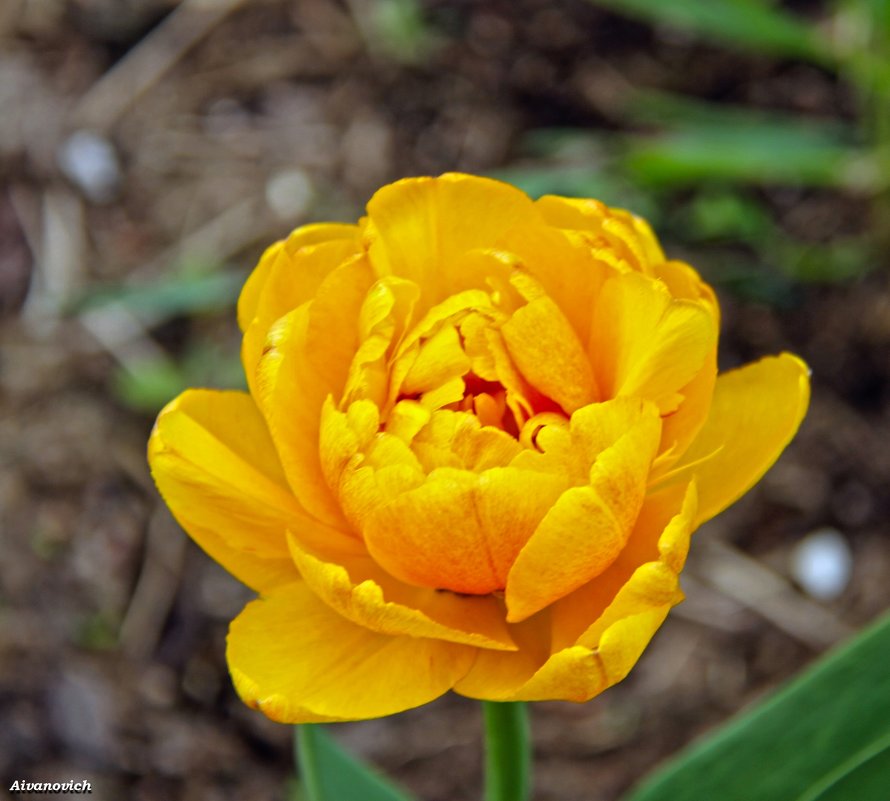 Тюльпан даёт салют весне. - Андрей Иванович (Aivanovich-2009)