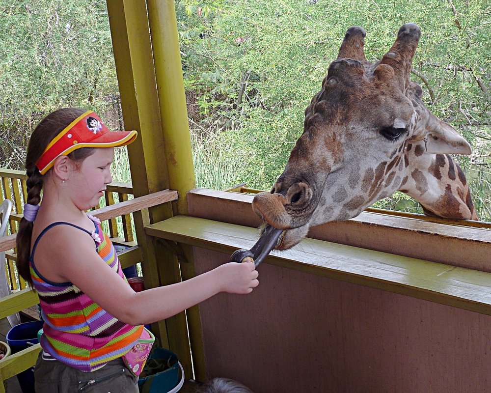 У жирафа длинный язык, которым он берет банан. - Асылбек Айманов