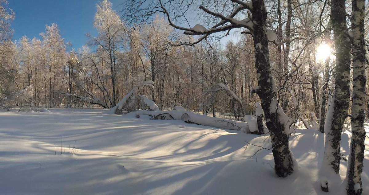 Зимний лес - Дмитрий 
