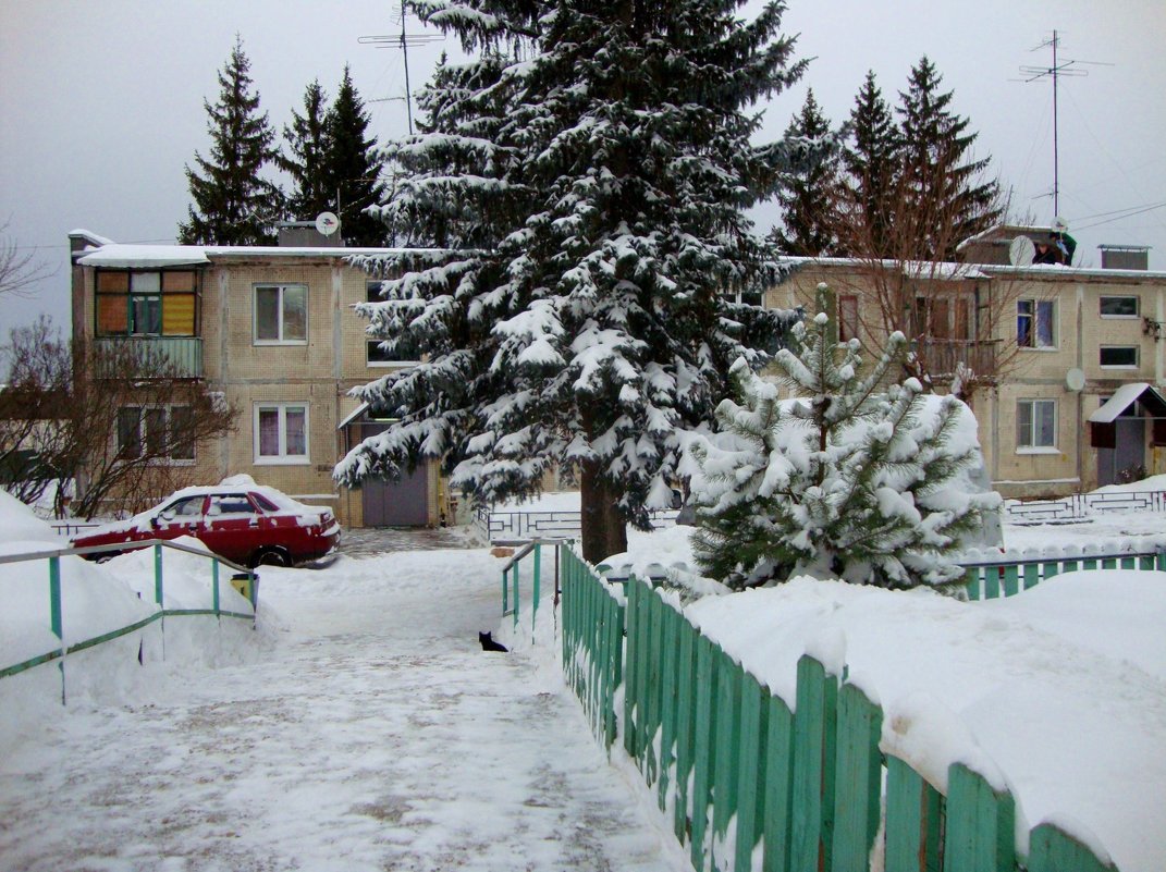 в нашей деревне высокие сосны... - Галина Флора