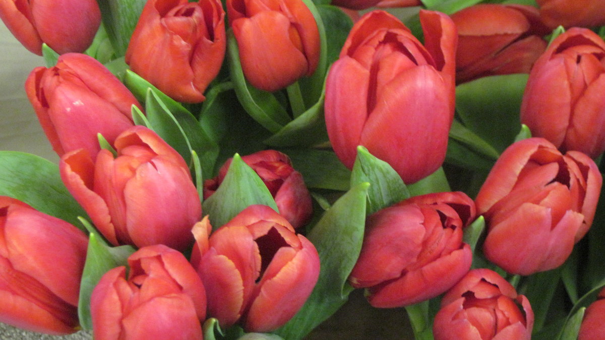Тюльпаны в феврале - Маера Урусова