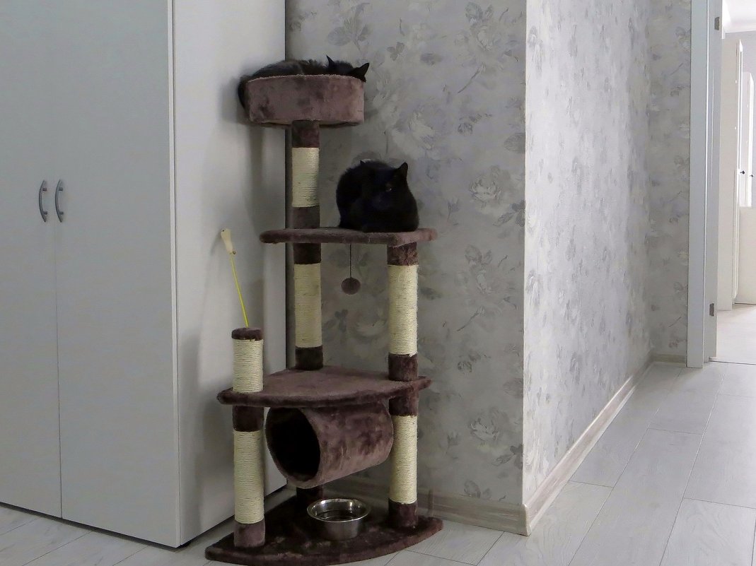 Седя и Чернуша - у дочки в квартире живут два чёрных кота - Татьяна Смоляниченко