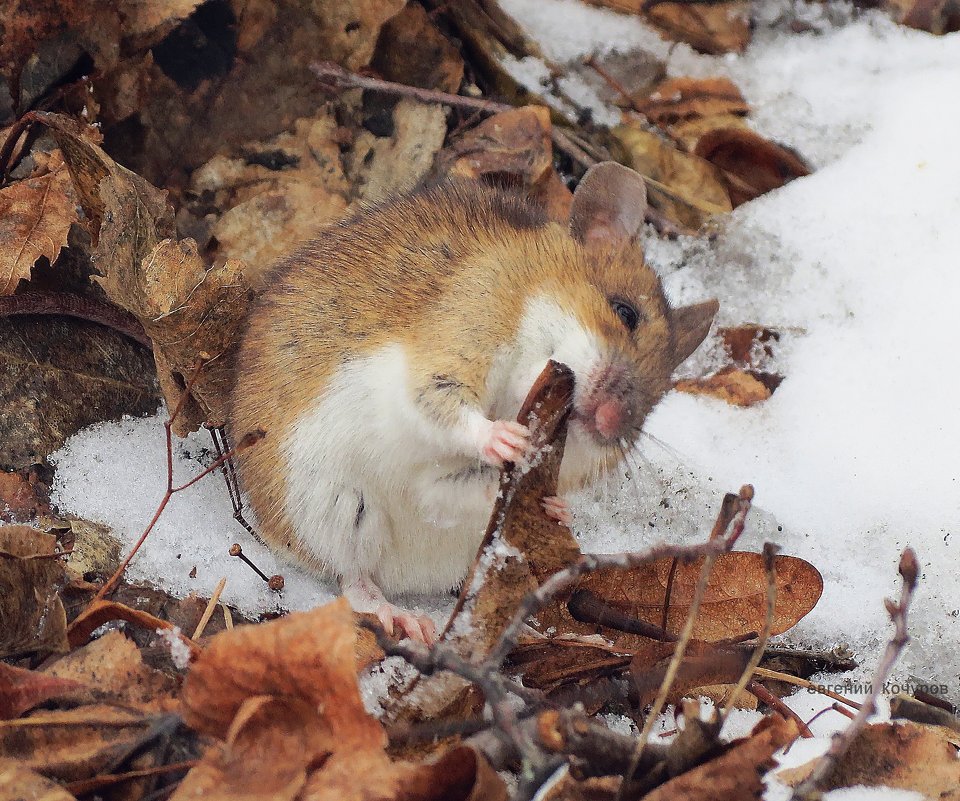 Мышь зимняя - Евгений Кочуров
