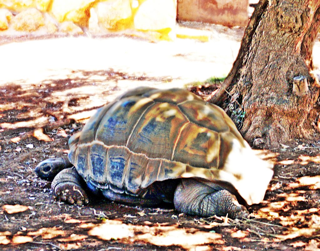 Гигантская черепаха - Лариса 
