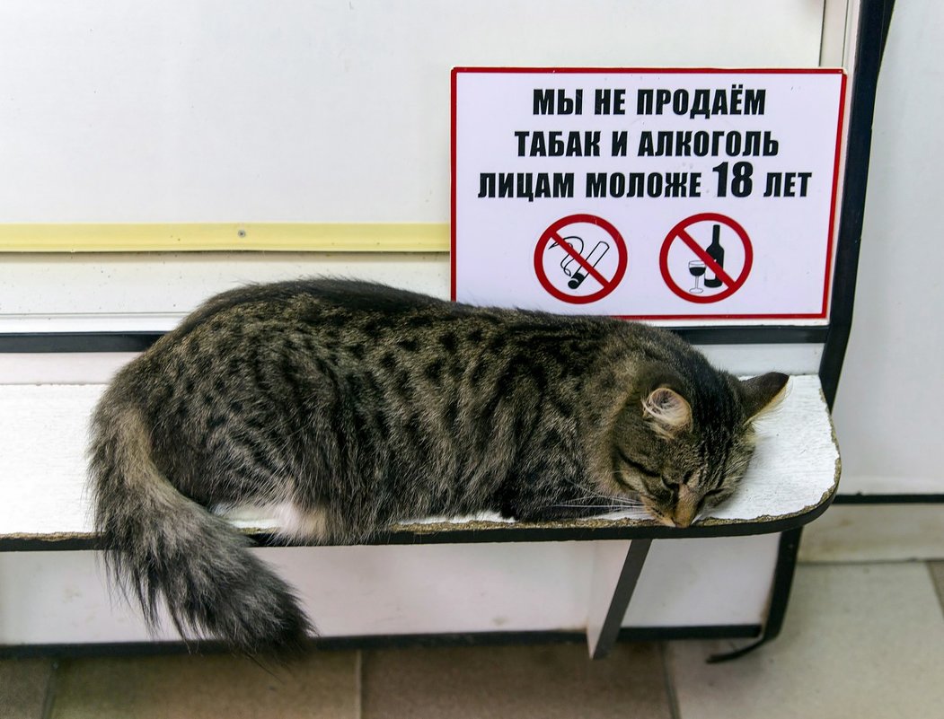 1 марта - День кошек. - Сергей Ключарёв