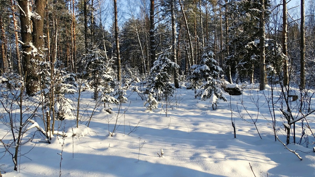 В зимнем лесу под Смоленском - Милешкин Владимир Алексеевич 