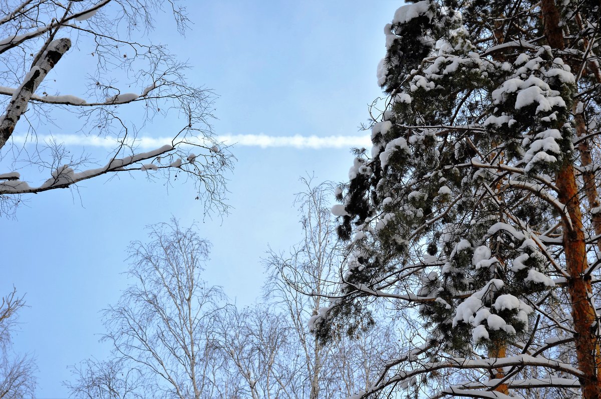 весеннее небо в зимнем лесу - 2 марта - Галина Aleksandrova