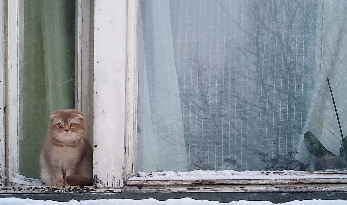 Сидела кошка на окошке - Елена Павлова (Смолова)