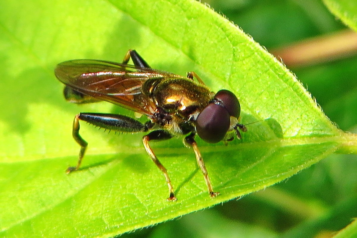 .Наствольницы (лат. Xylota) — род мух-журчалок из подсемейства Milesiinae[ - vodonos241 