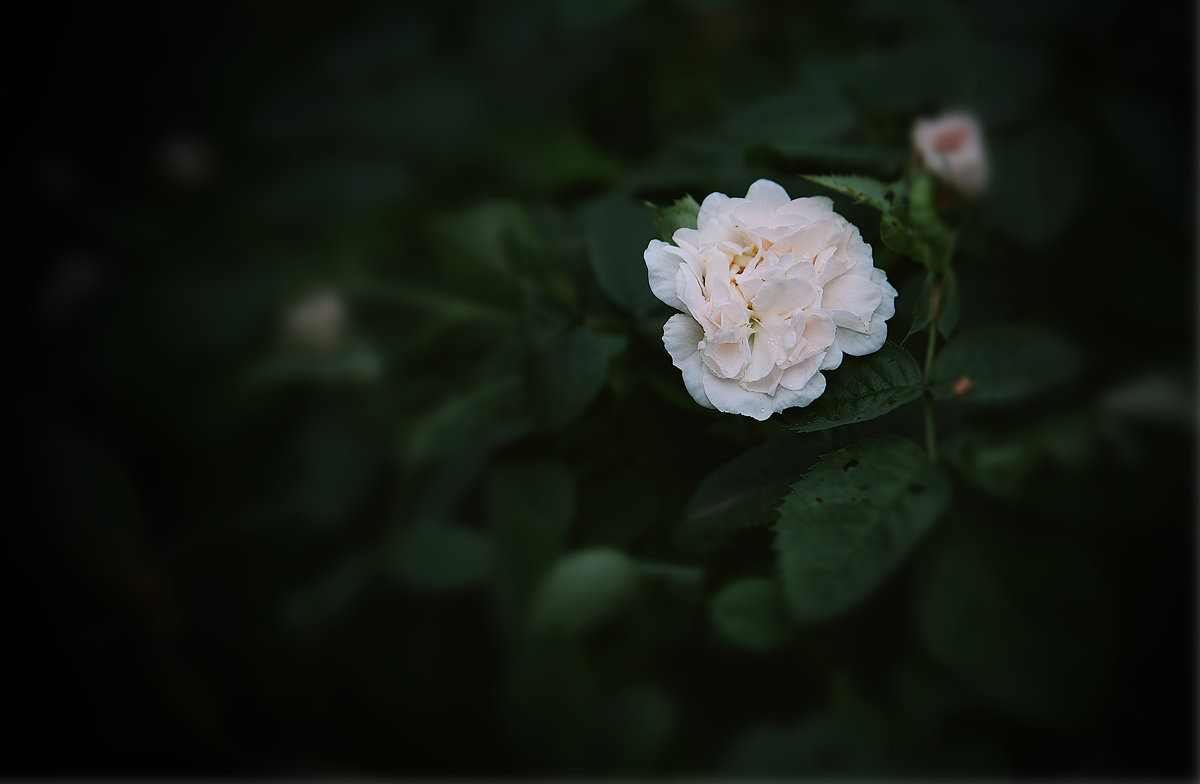 Вечерняя роза. - Laborant Григоров