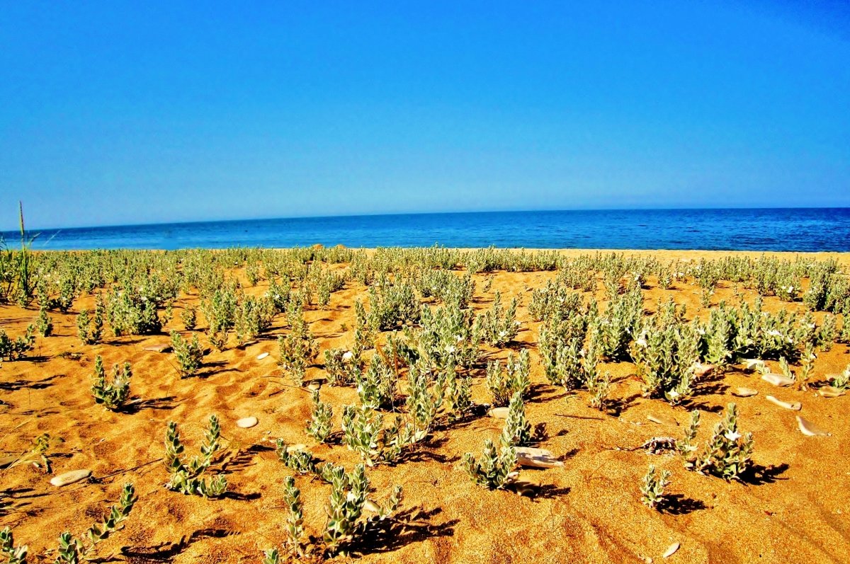 Сорняки на песочном пляже - Елена (ЛенаРа)