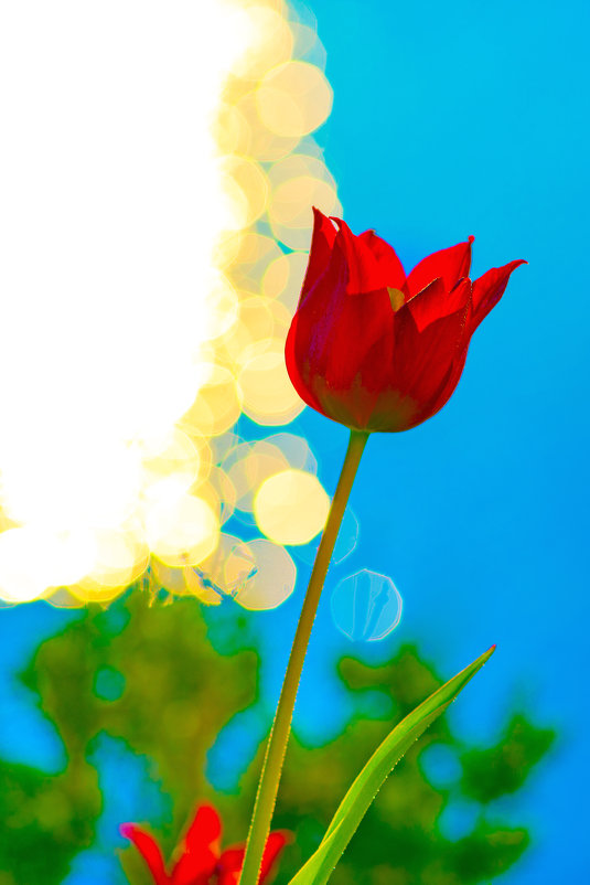 Алый тюльпан Шренка в Эльтонском природном парке Волгоградской области - Павел Сытилин