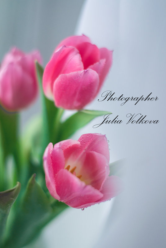 Тюльпаны - Julia Volkova