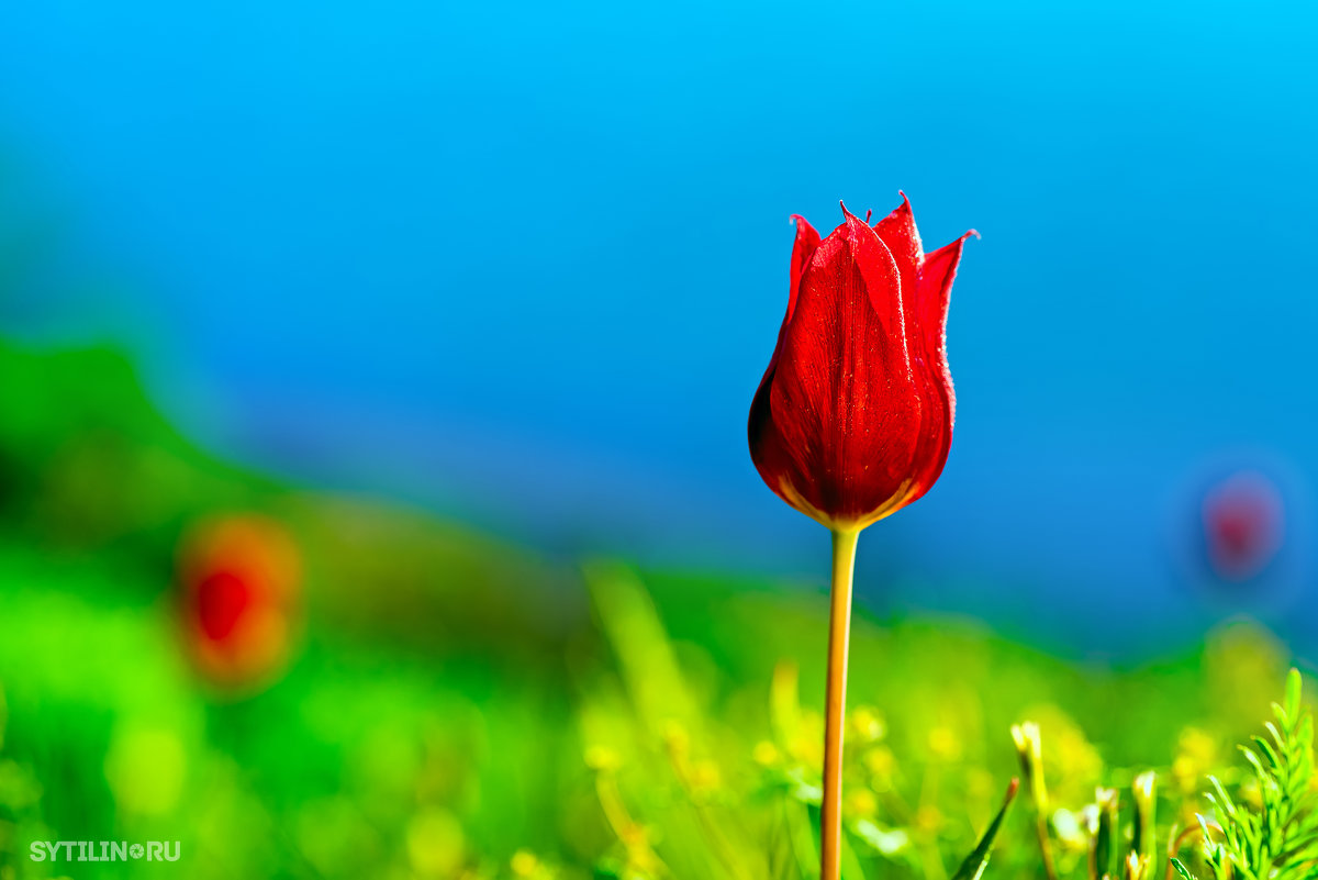 Красный тюльпан Шренка в Эльтонском природном парке Волгоградской области - Павел Сытилин