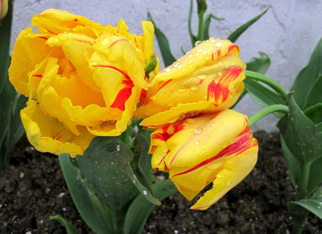 Тюльпаны после дождя - Яков Rumb-51