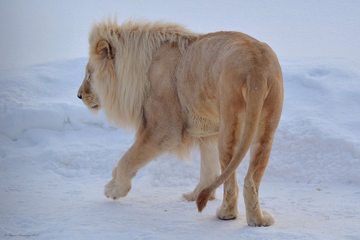 Гулял по снегу белый лев ... - Татьяна Каневская