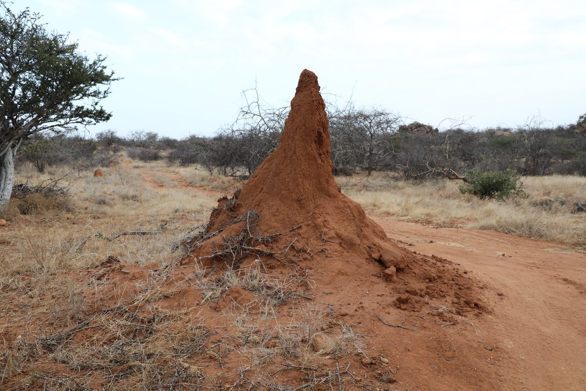 Кения, гигантский муравейник - Andrey Vaganov