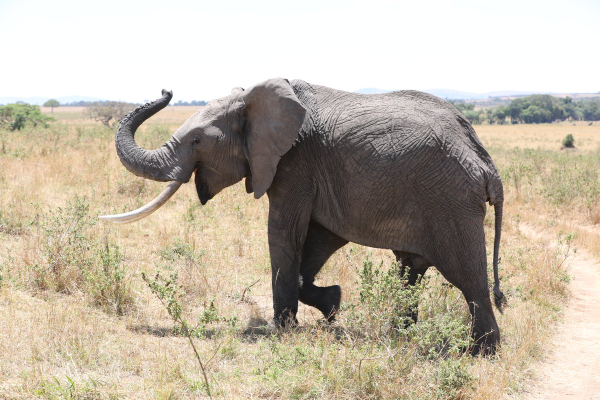 Кения, сафари, игривый слон - Andrey Vaganov