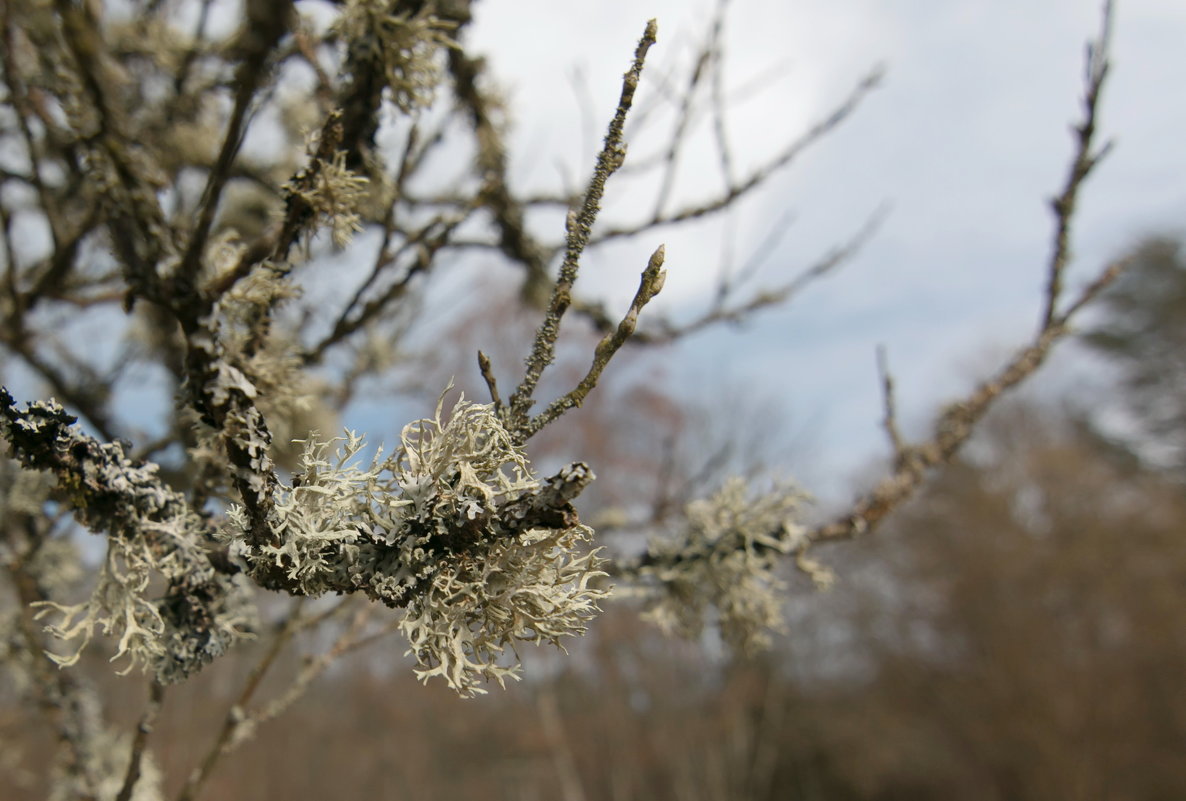 Evernia prunastri - Геннадий Порохов