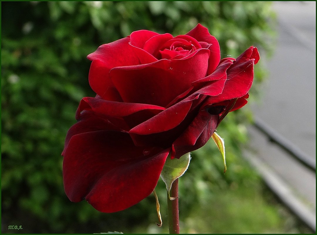 Прекрасная роза - Вера 