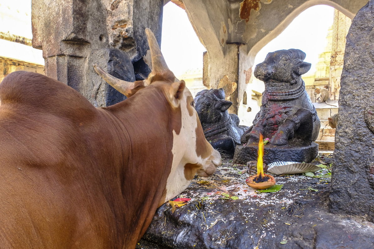 священная корова молится перед индийскими "богами" - Георгий А