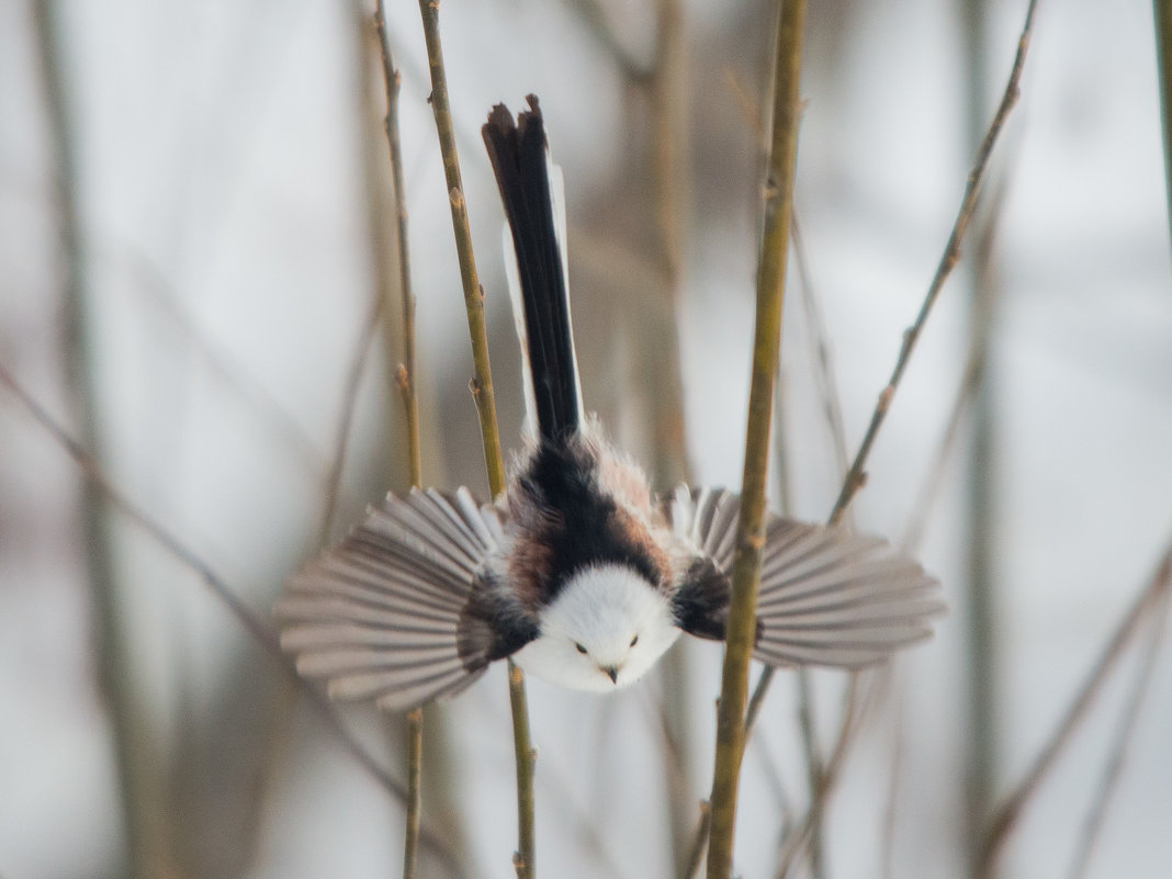 Длиннохвостая синица (лат. Aegithalos caudatus) - Сергей Стреляный