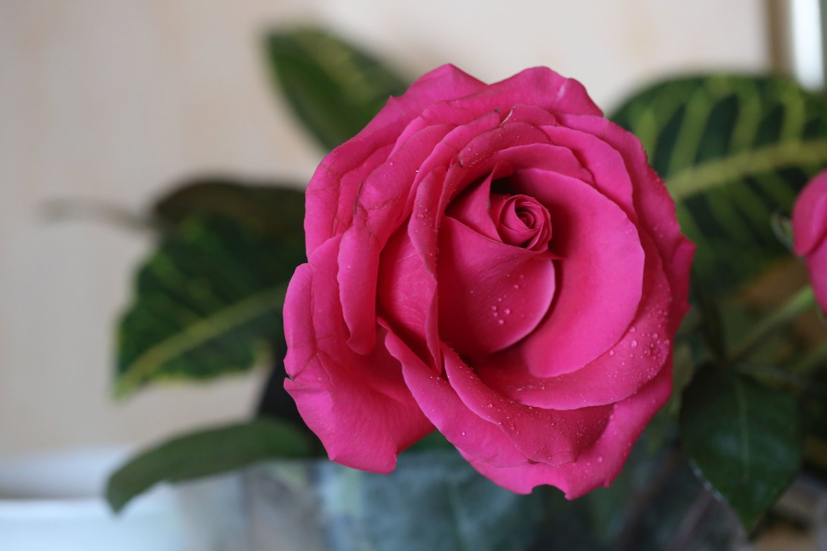 Роза в подарок - ZNatasha -