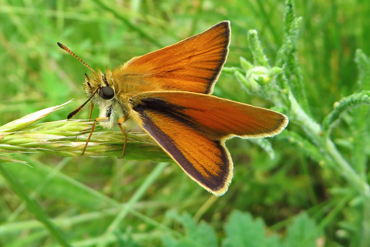 Толстоголовка тире[1] (лат. Thymelicus lineola) — бабочка из семейства толстоголовок. - vodonos241 
