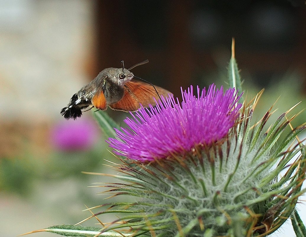 Бражник -бабочка колибри - wea *