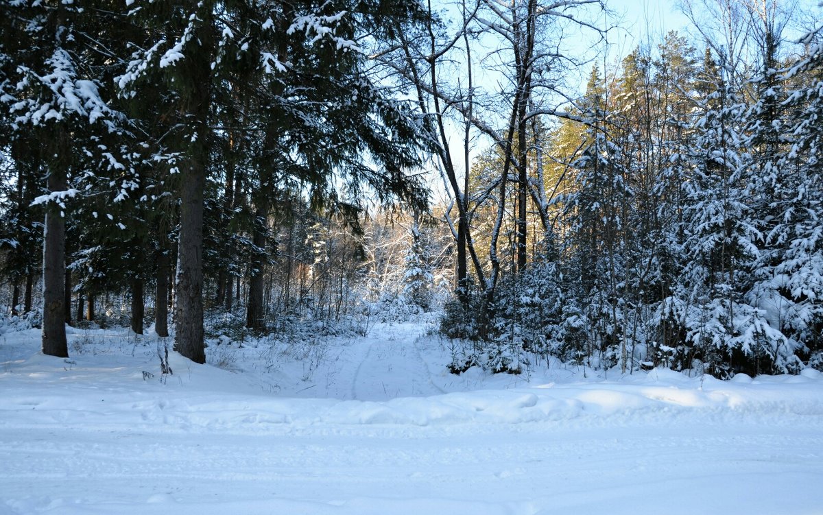 В зимнем лесу под Смоленском - Милешкин Владимир Алексеевич 