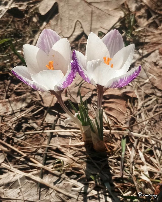Пришествие весны... Чатырдаг... The coming of spring ... Chatyrdag... - Сергей Леонтьев