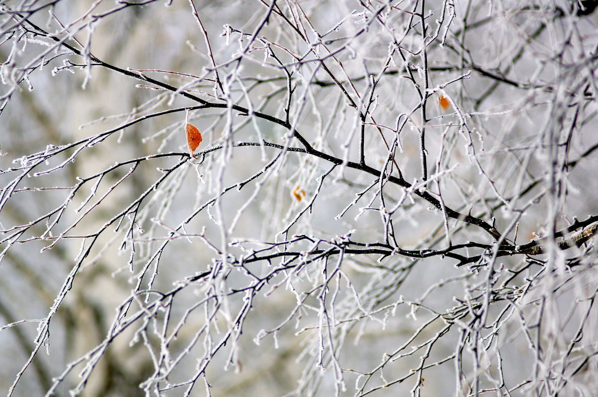Лишь пятнышком ярким последний листок на зимних ветвях задержался... - Анна Суханова