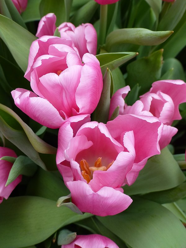Розовые тюльпаны - Лидия Бусурина
