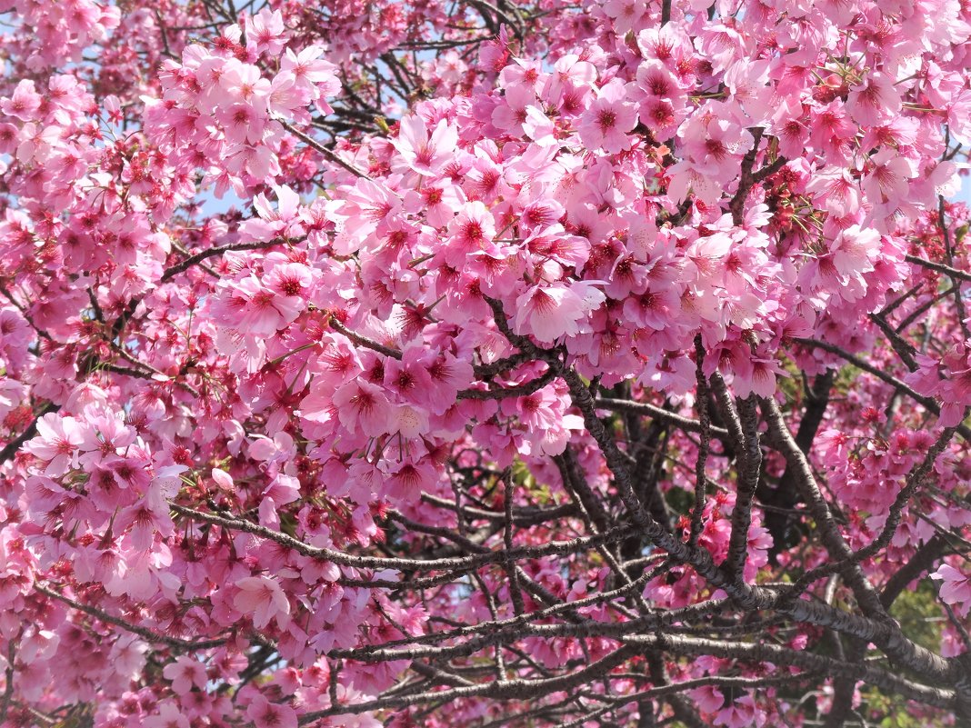 Сакура в начале апреля в Токио - wea *