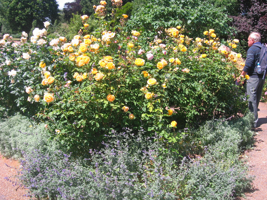Розы желтые - minchanka 
