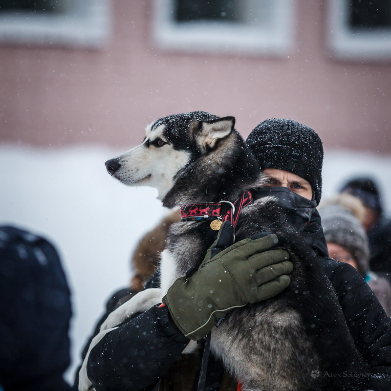 **** - Алексей Соловьев