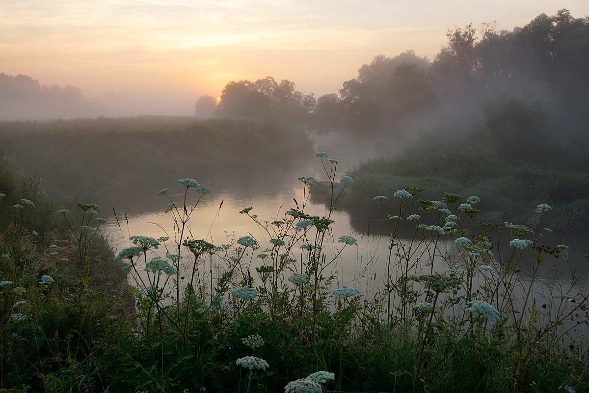 Туман на восходе - Сергей Курников
